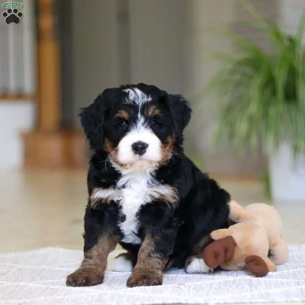 Ramirez, Mini Bernedoodle Puppy